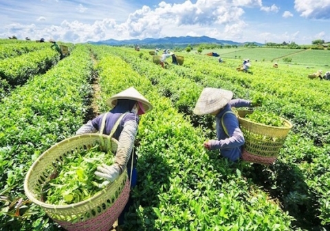 Thắt chặt nguồn cung, giá cà phê xuất khẩu biến động